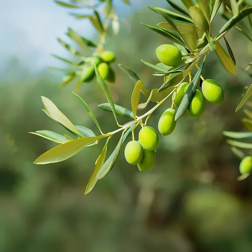 The Health Benefits of Olive Leaf Extract