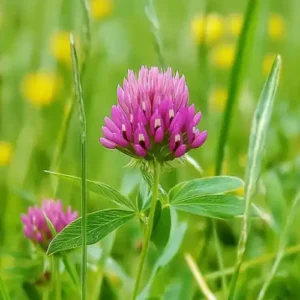 The Health Benefits of Red Clover