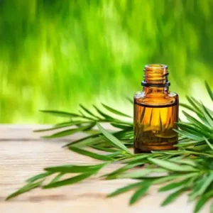 The Health Benefits of Tea Tree Essential Oil